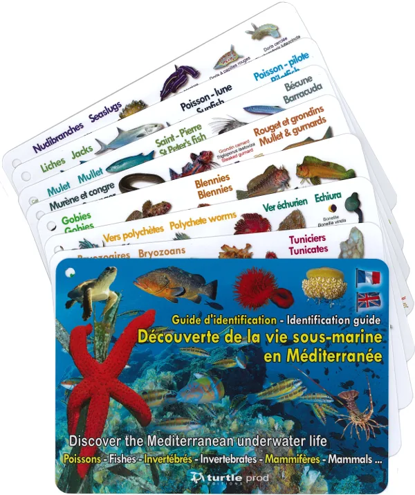 Découverte de la vie sous-marine en Méditerranée